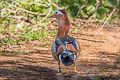 Mandarin Duck Aix galericulata