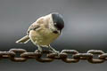 Marsh Tit Poecile palustris dresseri