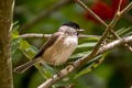 Marsh Tit Poecile palustris dresseri