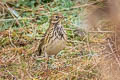 Meadow Pipit Anthus pratensis