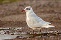 Mediterranean Gull Ichthyaetus melanocephalus