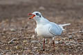 Mediterranean Gull Ichthyaetus melanocephalus