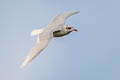 Mediterranean Gull Ichthyaetus melanocephalus