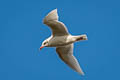 Mediterranean Gull Ichthyaetus melanocephalus