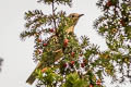 Mistle Thrush Turdus viscivorus viscivorus