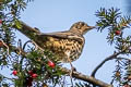 Mistle Thrush Turdus viscivorus viscivorus