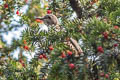 Mistle Thrush Turdus viscivorus viscivorus