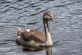 Mute Swan Cygnus olor