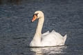 Mute Swan Cygnus olor