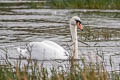 Mute Swan Cygnus olor