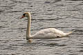 Mute Swan Cygnus olor