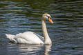 Mute Swan Cygnus olor