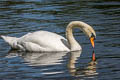 Mute Swan Cygnus olor