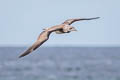 Northern Gannet Morus bassanus