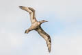 Northern Gannet Morus bassanus