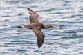 Northern Gannet Morus bassanus