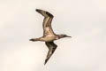 Northern Gannet Morus bassanus