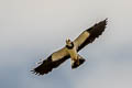 Northern Lapwing Vanellus vanellus