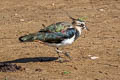 Northern Lapwing Vanellus vanellus