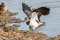 Northern Lapwing Vanellus vanellus