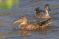 Northern Shoveler Spatula clypeata