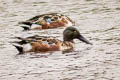 Northern Shoveler Spatula clypeata