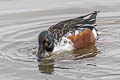 Northern Shoveler Spatula clypeata