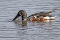 Northern Shoveler Spatula clypeata