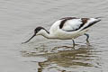Pied Avocet Recurvirostra avosetta