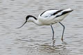 Pied Avocet Recurvirostra avosetta