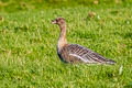 Pink-footed Goose Anser brachyrhynchus