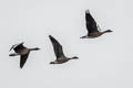 Pink-footed Goose Anser brachyrhynchus