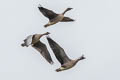 Pink-footed Goose Anser brachyrhynchus