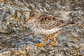 Purple Sandpier Calidris maritima