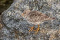 Purple Sandpier Calidris maritima