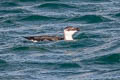 Razorbill Alca torda islandica