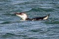 Razorbill Alca torda islandica