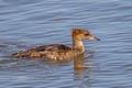 Red-breasted Merganser