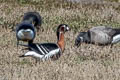 Red-breasted Goose Branta ruficollis