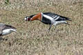 Red-breasted Goose Branta ruficollis