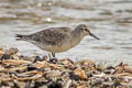 Red Knot Calidris canutus islandica