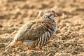 Red-legged Partridge Alectoris rufa rufa