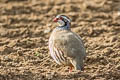 Red-legged Partridge Alectoris rufa rufa