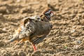 Red-legged Partridge Alectoris rufa rufa