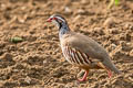 Red-legged Partridge Alectoris rufa rufa