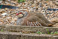 Red-legged Partridge Alectoris rufa rufa