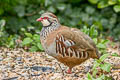 Red-legged Partridge Alectoris rufa rufa