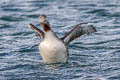 Red-throated Loon Gavia stellata (Red-throated Diver)