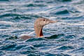 Red-throated Loon Gavia stellata (Red-throated Diver)