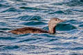 Red-throated Loon Gavia stellata (Red-throated Diver)